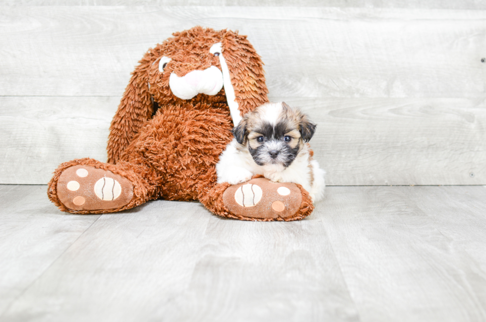 Teddy Bear Puppies for Sale - Shichon Puppies ...