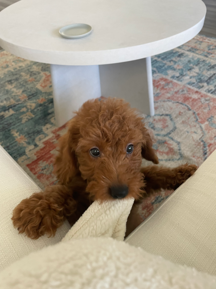 mini goldendoodle puppy bitting on a blanket