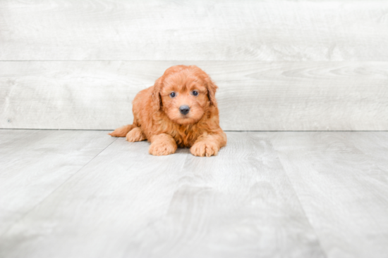 Friendly Mini Goldendoodle Baby