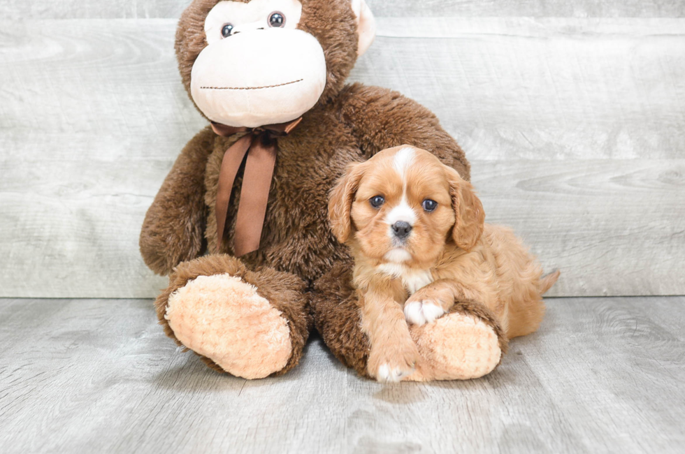 Cavalier Puppies for Sale