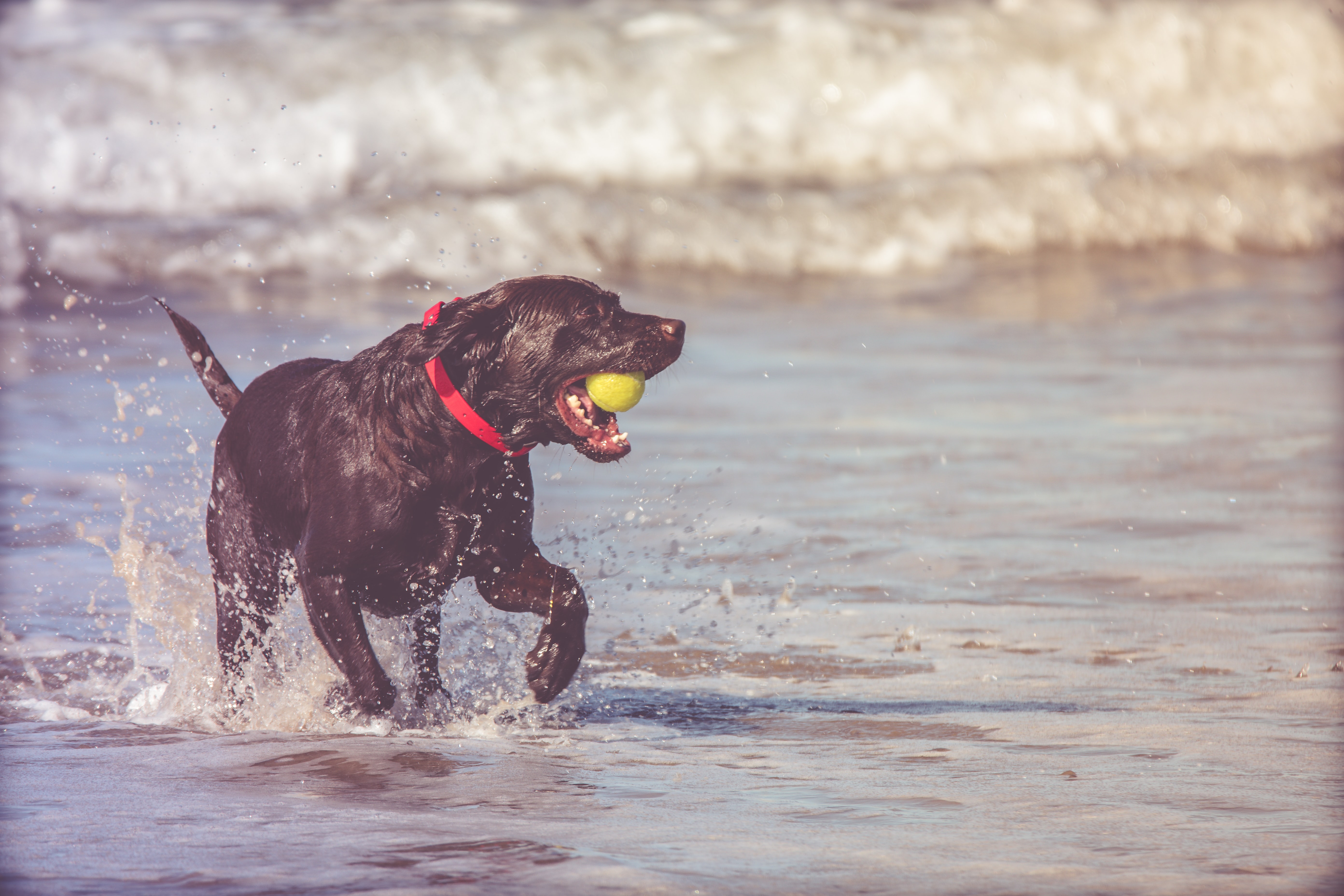 dog playing with ball in shallow water on the beach