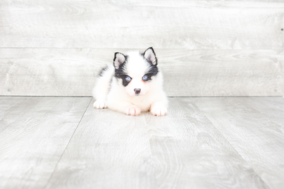 Meet Apollo - our Pomsky Puppy Photo 2/4 - Premier Pups