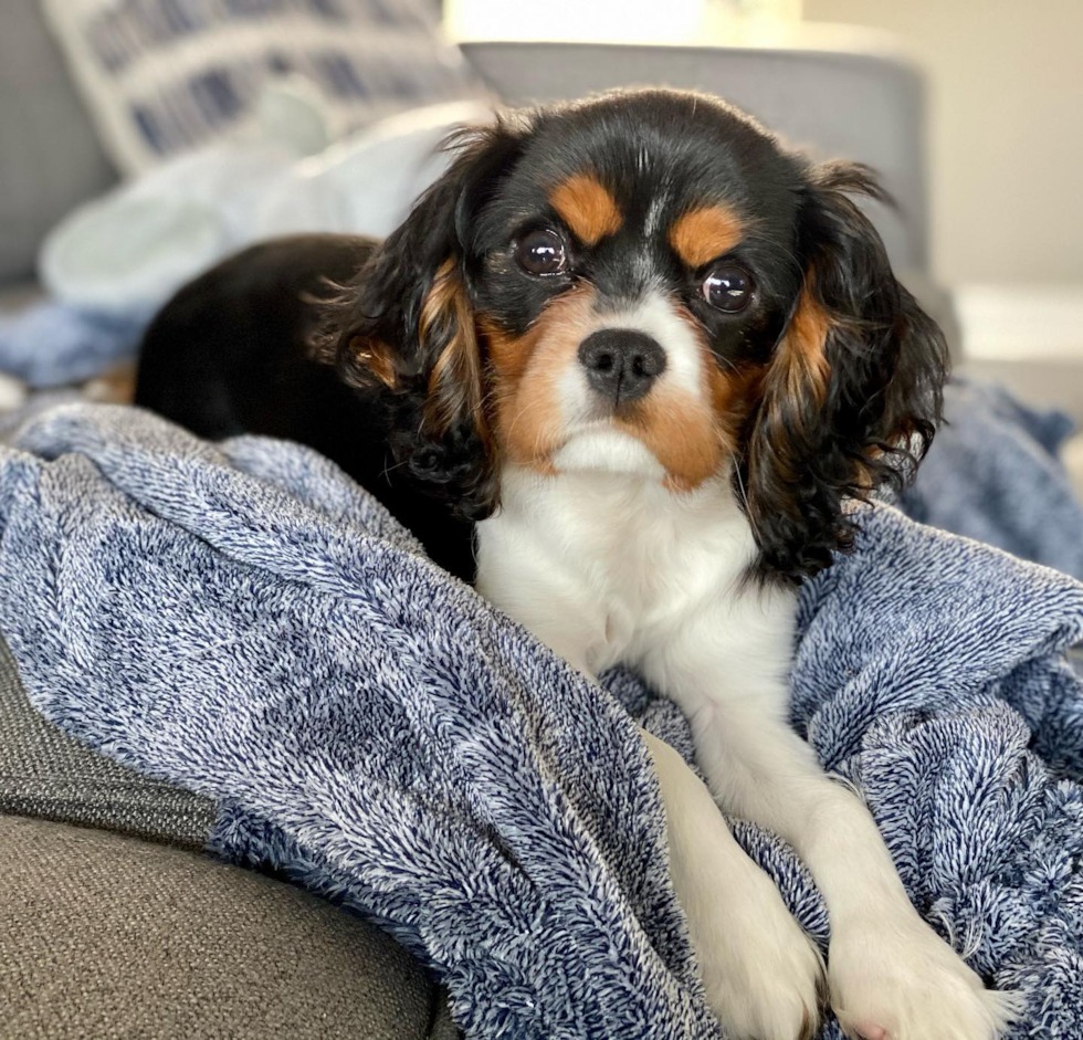 Gentle and friendly Cavalier King Charles Spaniel in an apartment setting