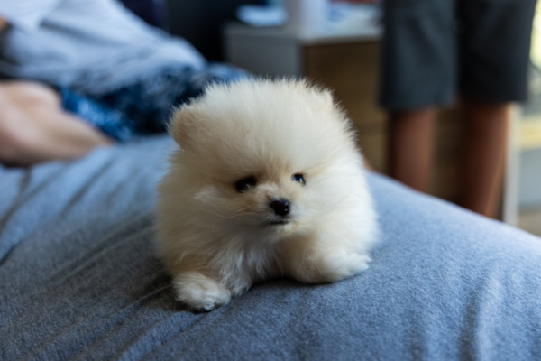 10 Pomeranian Mixes You Never Heard Of (Part 2) - Premier Pups