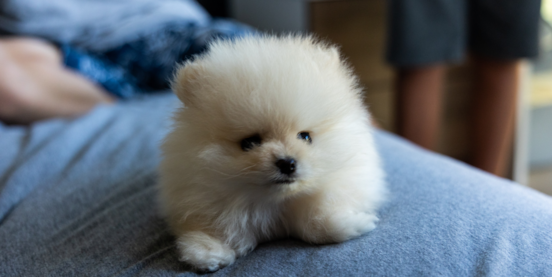 10 Pomeranian Mix Dogs You Never Heard Of - Part 2