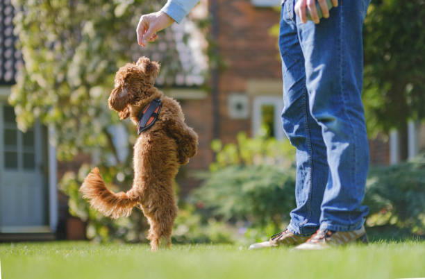 dog trainer certification