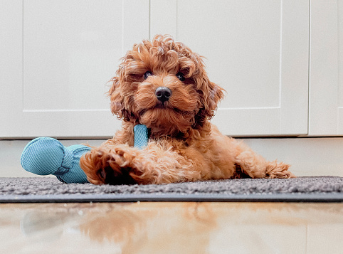 how often should you feed a cavapoo puppy