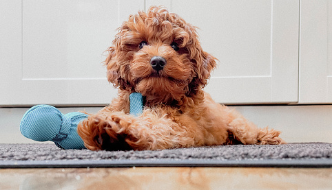 10 Reasons why the Cavapoo is a Top Dog