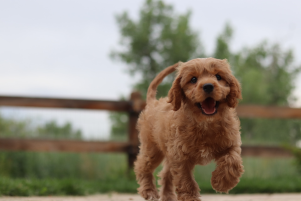 10 Reasons Why the Cavapoo is a Top Dog – Premier Pups