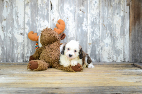 Small Mini Aussiedoodle Baby