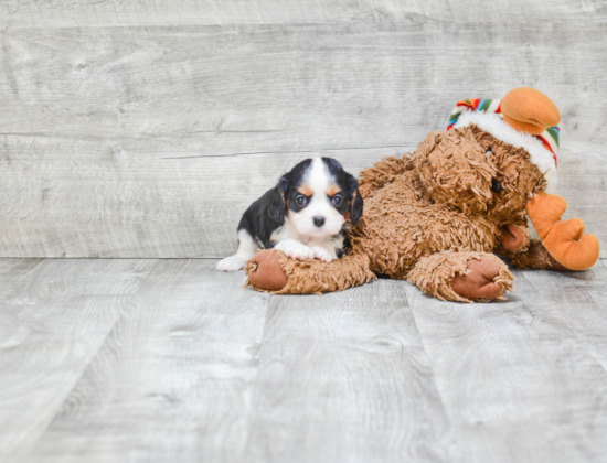 Playful Cavalier King Charles Spaniel Baby