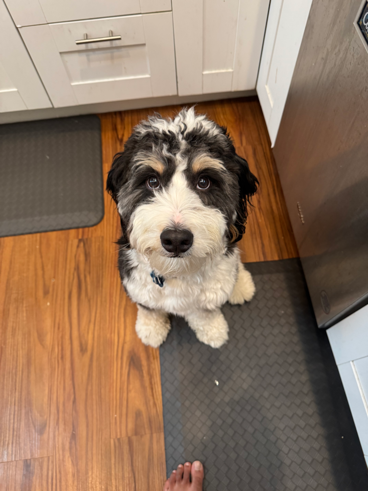 black and white mini bernedoodle sitting on the kitchen floor looking up at the camera - mini bernedoodle intelligence
