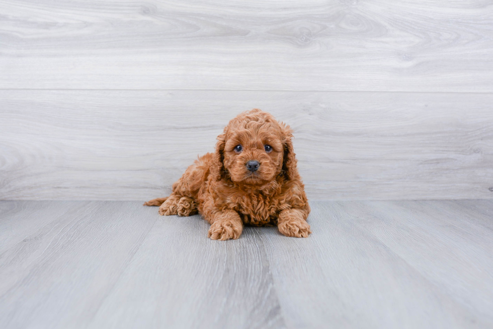 Playful Cockerpoo Poodle Mix Puppy