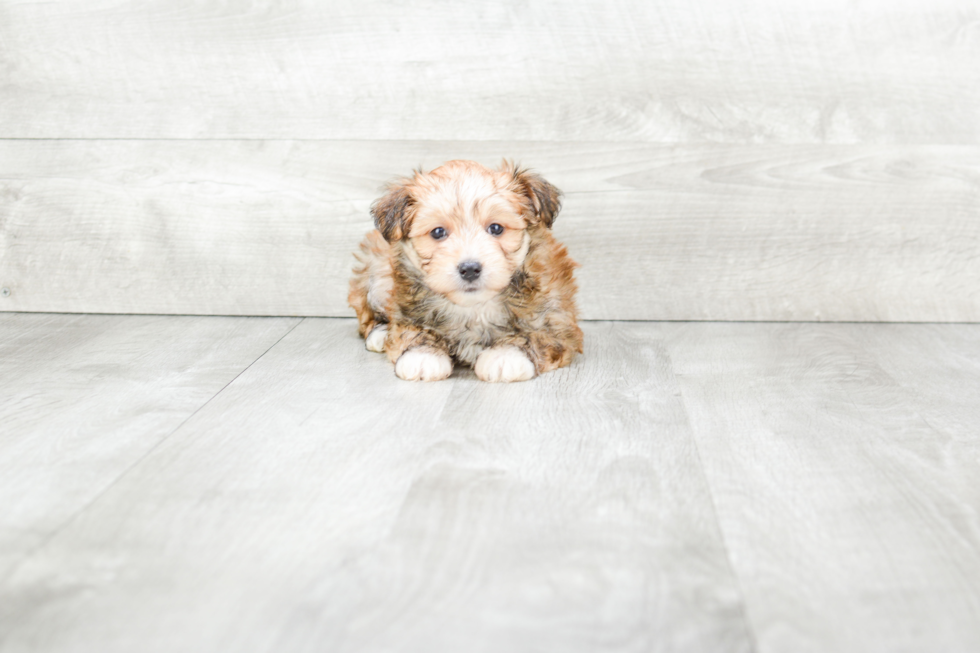 Meet Elton - our Morkie Puppy Photo 3/3 - Premier Pups