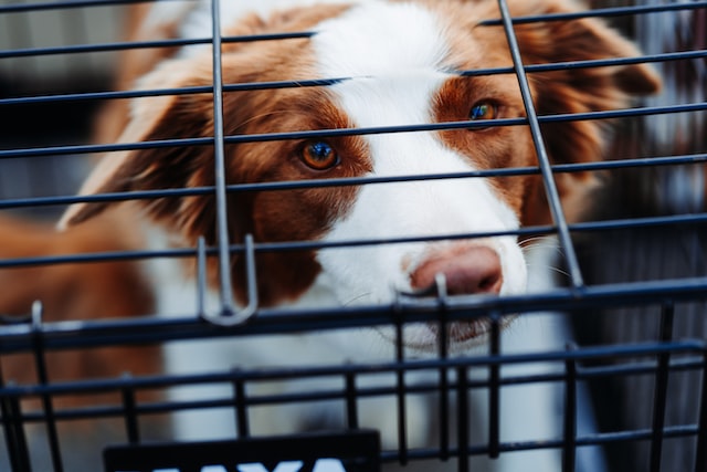 brown and white dog sitting in a closed dog crate