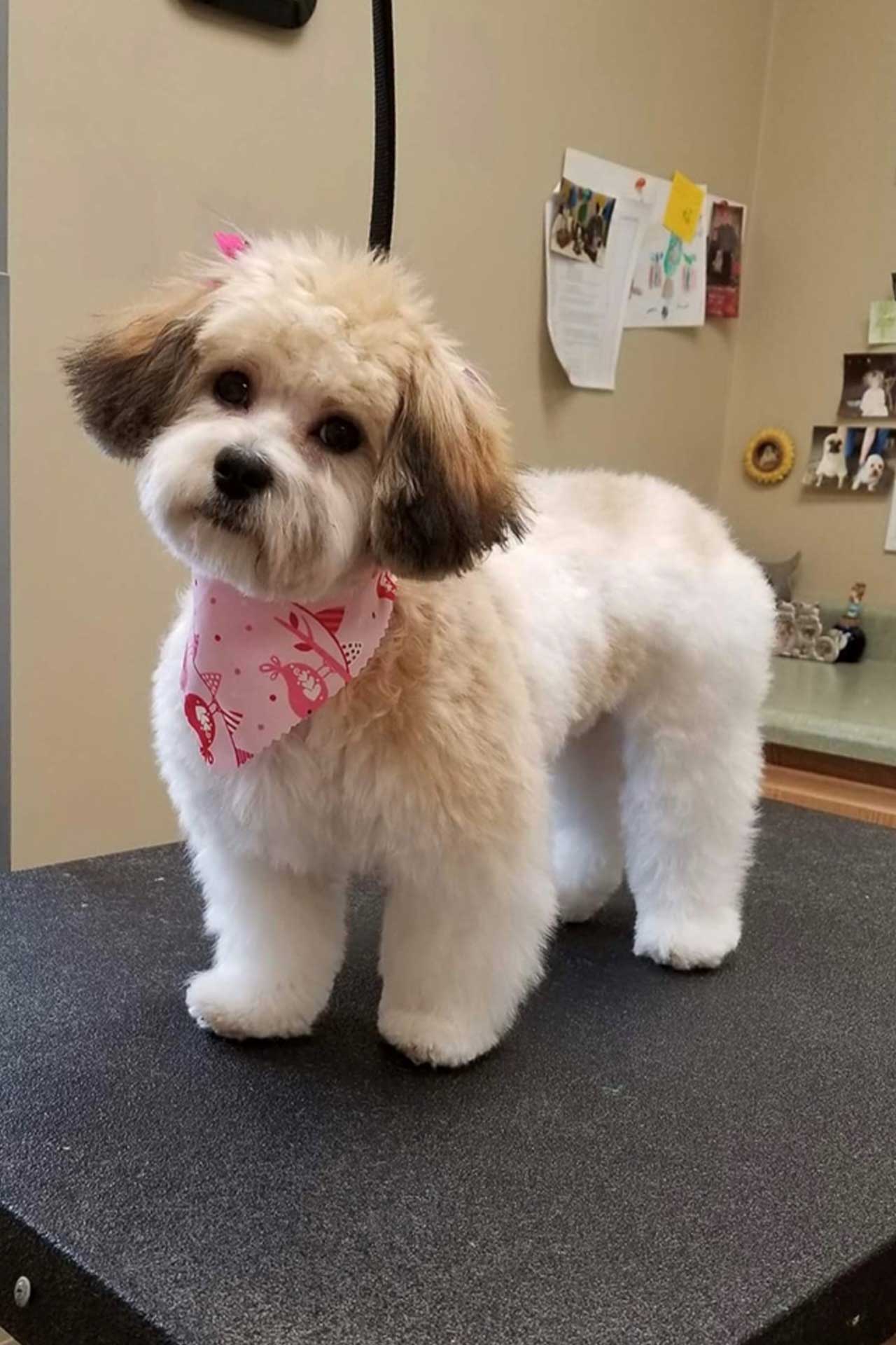Adorable and Fluffy Teddy Bear Dog