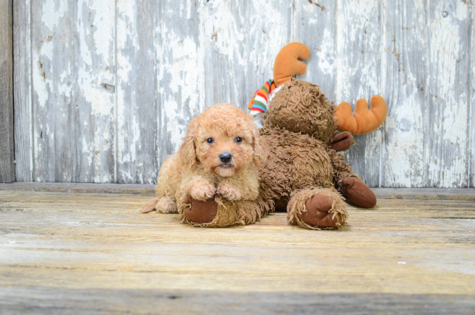 Premier Pups for sale in Ohio Buy or adopt a puppy breed on Premier Pup