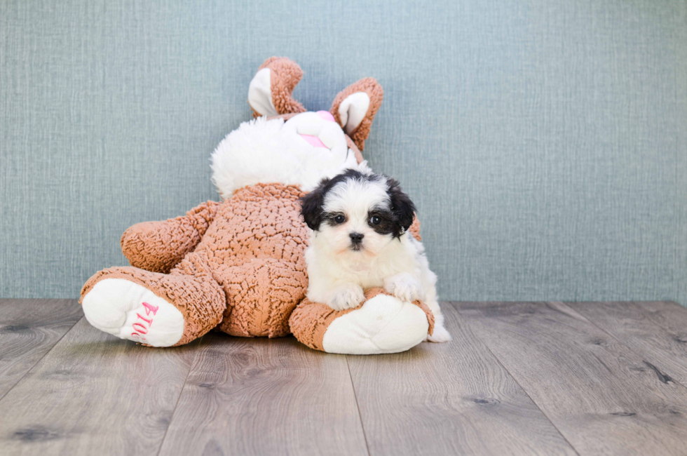 fluffy toy rabbit with floppy ears