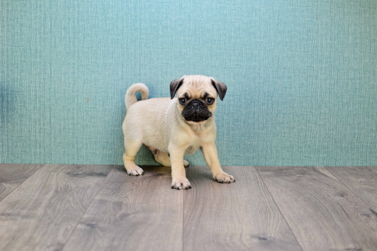 Pug Puppy