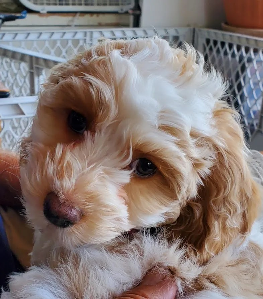 white and tan cockapoo puppy being held by a person