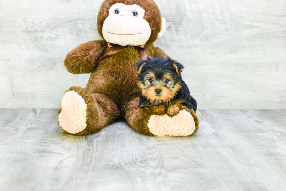 Meet Twinkle - our Yorkshire Terrier Puppy Photo 