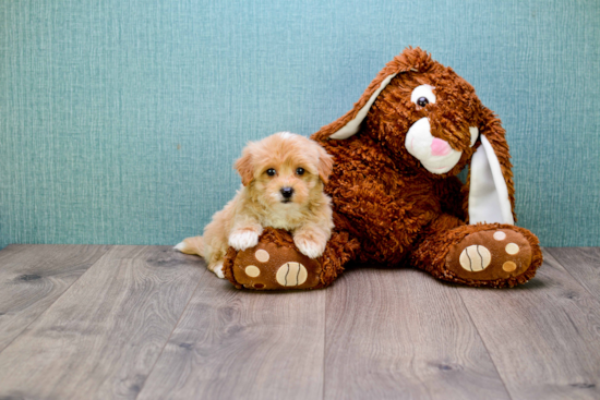 Maltipoo Puppy for Adoption