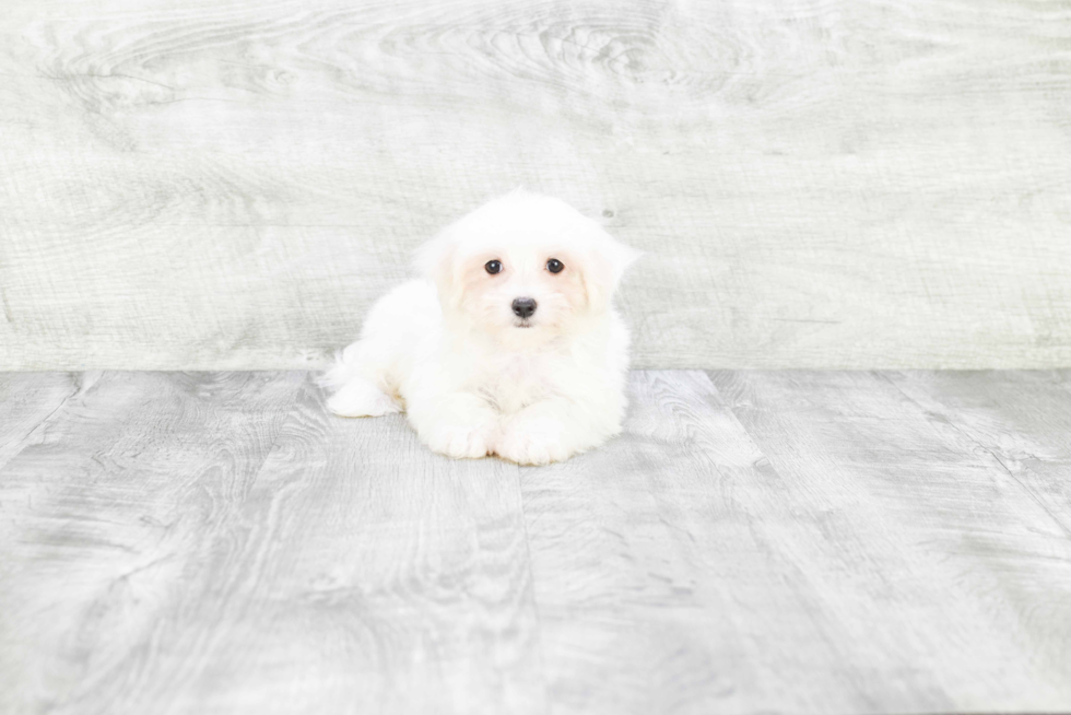 Meet Max - our Maltese Puppy Photo 3/3 - Premier Pups
