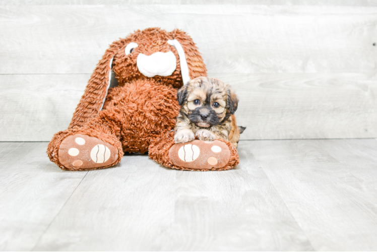 Meet Tonya - our Teddy Bear Puppy Photo 1/3 - Premier Pups