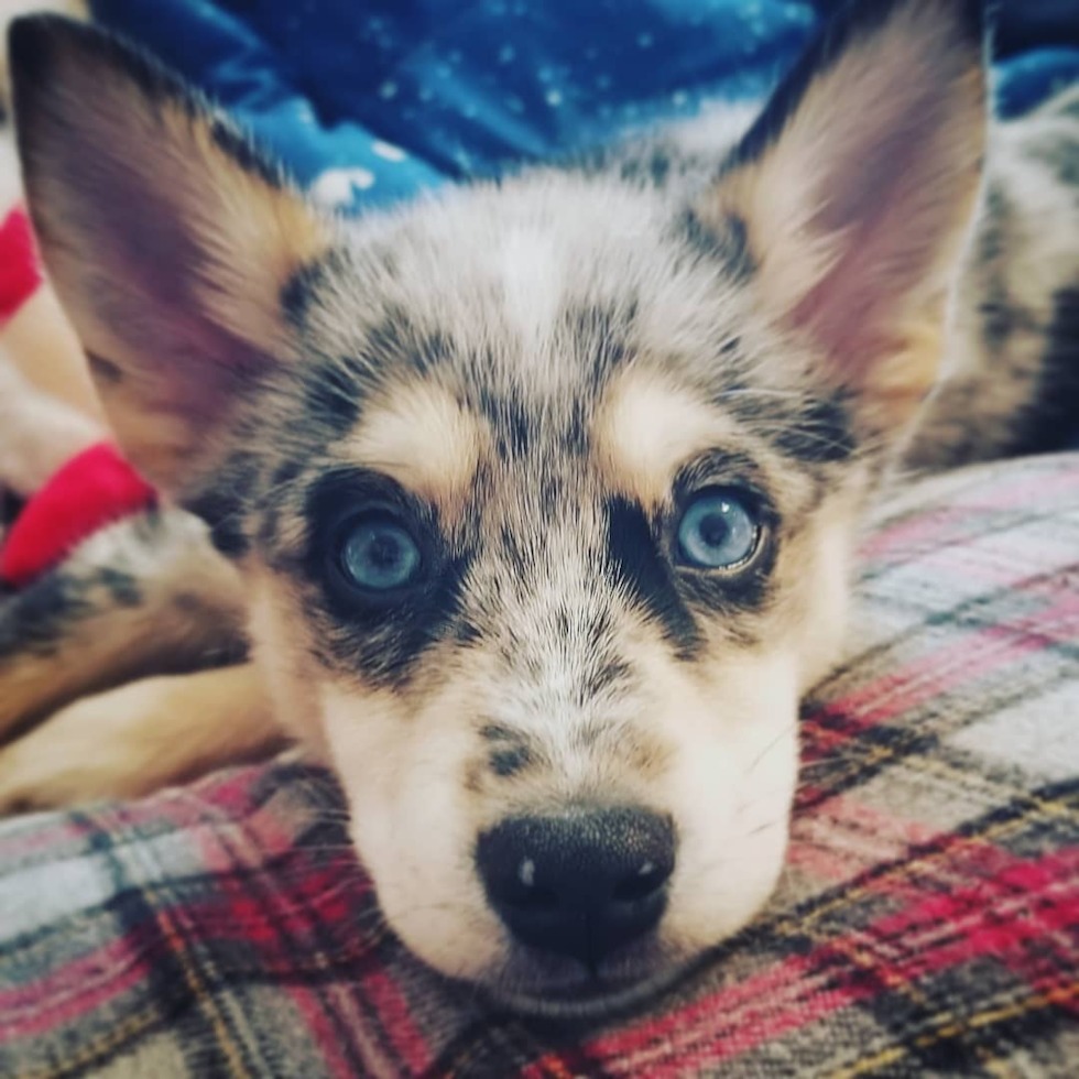 merle Pomsky puppy with blue eyes