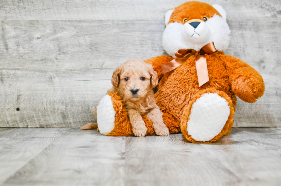 Mini Goldendoodle Puppies for Sale - US Shipping | Premierpups