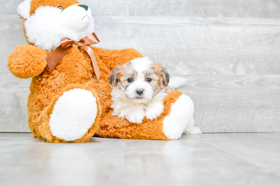 Teddy Bear Puppies for Sale Shichon Puppies