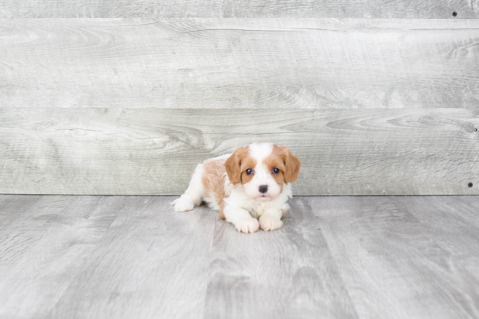 Cavachon Puppy for Adoption