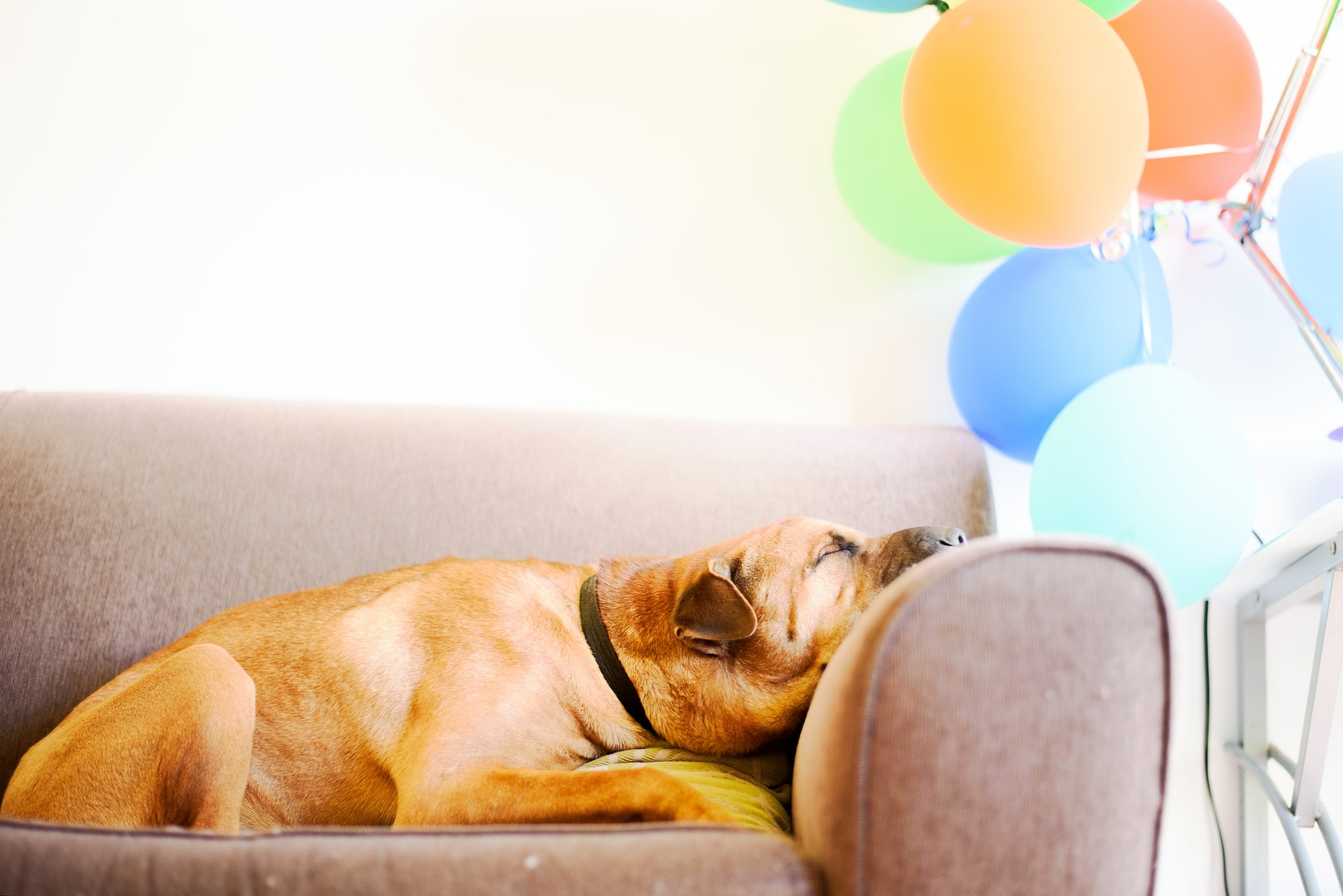 sleeping brown short-coated dog on couch with balloons nearby