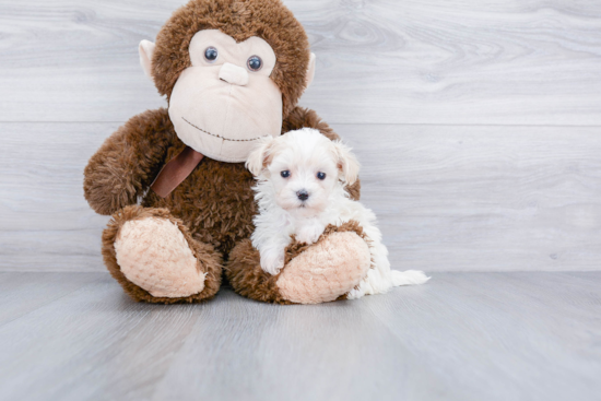 Little Maltese Poodle Poodle Mix Puppy