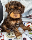 Happy Mini Aussiedoodle Poodle Mix Pup