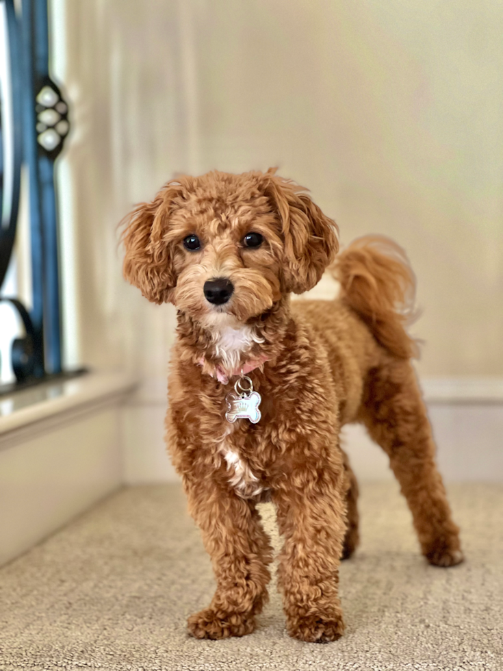 brown hypoallergenic maltipoo