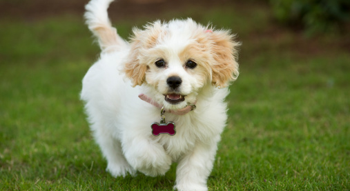 12 Designer Puppies You Need to Meet 12 Designer Puppies You Need to Meet