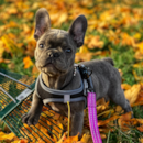 Puppy For Sale Premier Pups Puppy For Sale Premier Pups