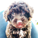 Puppy For Sale - Premier Pups Mini Labradoodle Being Cute