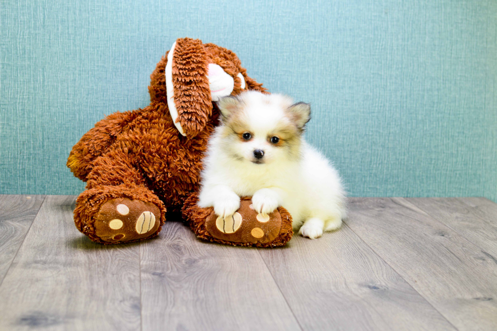 Meet Teacup-Lolo - our Pomeranian Puppy Photo 2/4 - Premier Pups