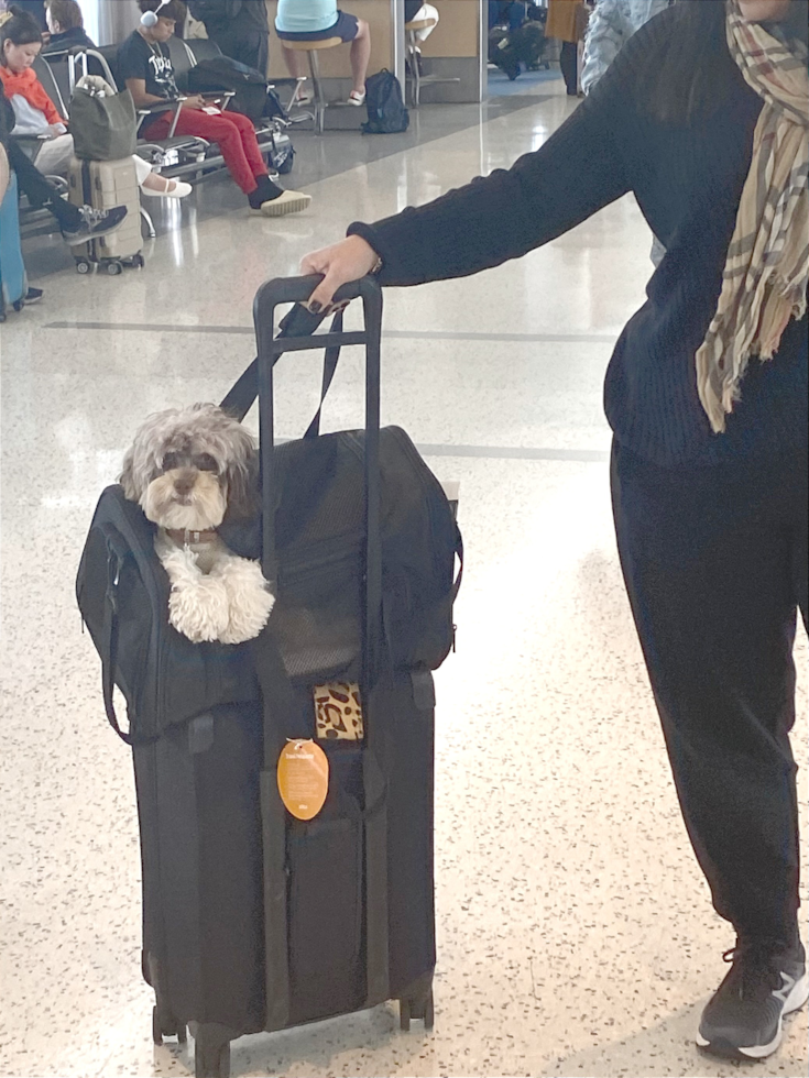 cute cockapoo dog in a bag on a troller in an airport
