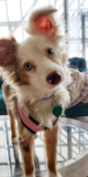 Puppy For Sale - Premier Pups Small Mini Aussie Pup
