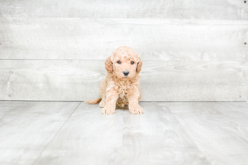 Meet Simms - our Mini Goldendoodle Puppy Photo 2/3 - Premier Pups