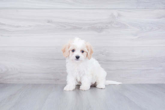 Popular Cavachon Designer Pup