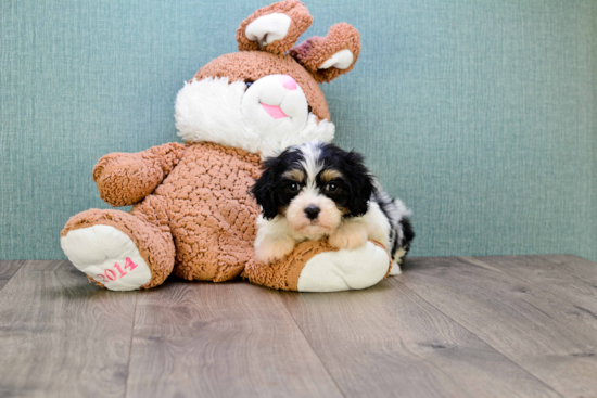 Small Cavachon Baby