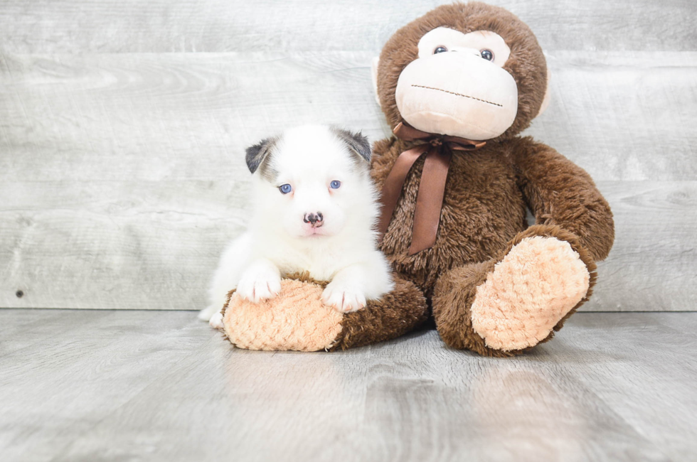 Pomsky puppies for sale | Small cross puppies breeds for ...