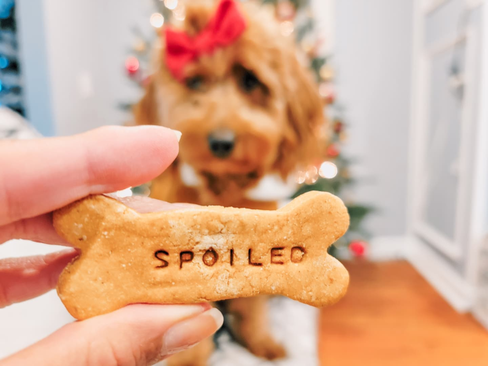 mini goldendoodle full grown adult sitting behind a dog treat