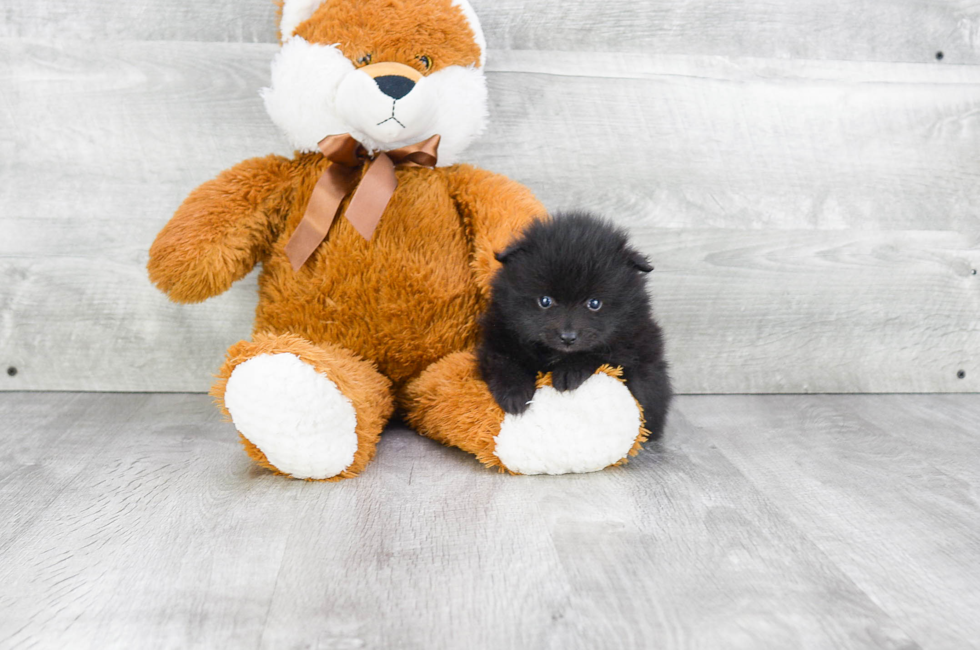 Pomeranian puppies for sale | Teacup breed Pom puppies for sale in Ohio