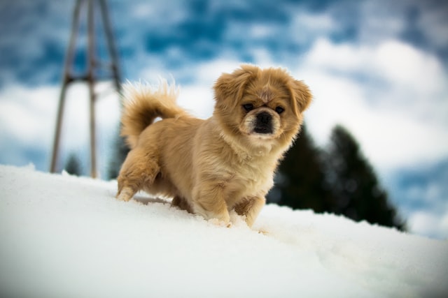 small dog posing in snow