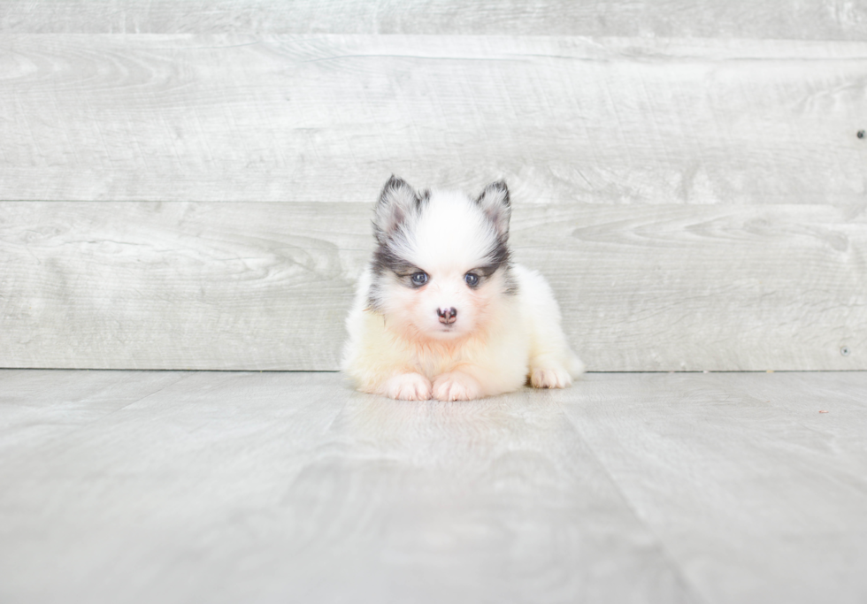Meet Lear - our Pomsky Puppy Photo 2/3 - Premier Pups